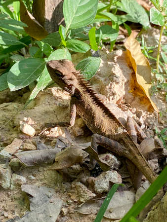 Chameleon blending itself with the ground.の写真素材