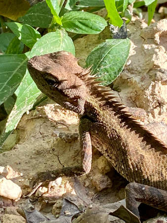 Chameleon blending itself with the ground.の写真素材