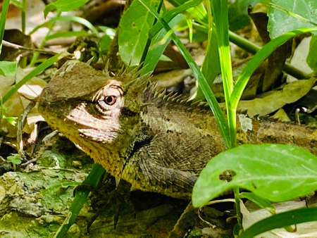 Chameleon blending itself with the ground.の写真素材
