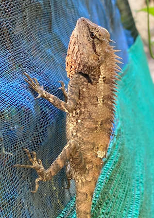 Chameleon blending itself with the ground.の写真素材