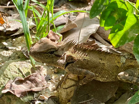 Chameleon blending itself with the ground.の写真素材