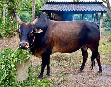 Fighting big bull eating green grass.の写真素材