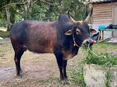 Fighting big bull eating green grass.の写真素材