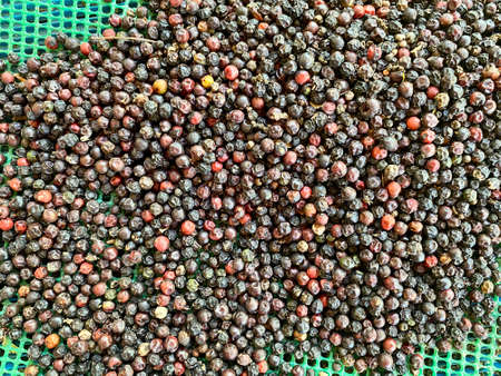 Fresh and dried pepper seeds make for pepper powder.の写真素材
