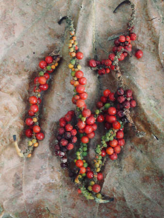 Fresh and dried pepper seeds make for pepper powder.の写真素材