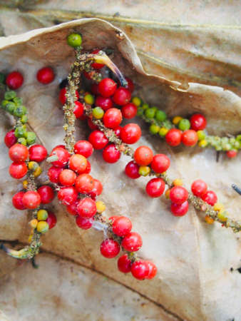 Fresh and dried pepper seeds make for pepper powder.の写真素材
