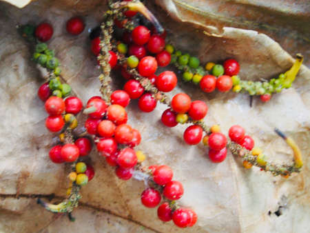 Fresh and dried pepper seeds make for pepper powder.の写真素材