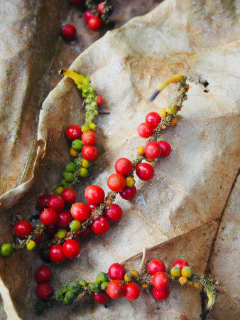 Fresh and dried pepper seeds make for pepper powder.の写真素材