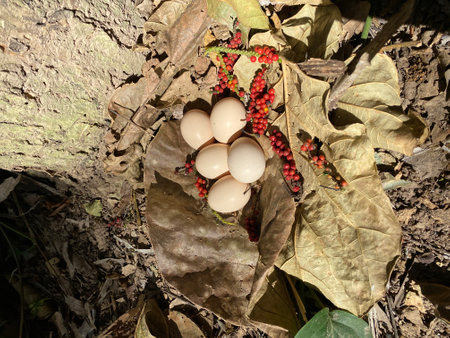 Natural Easter eggs lying in the nest on the ground.の写真素材