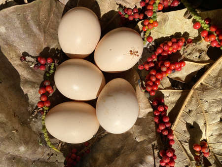 Natural Easter eggs lying in a nest on the ground.の写真素材