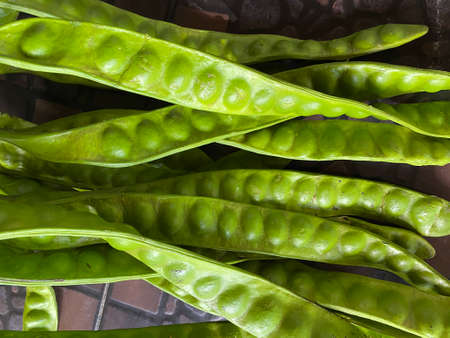 tropical stinking edible beans or bitter bean on white background Parkia Speciosa.の写真素材