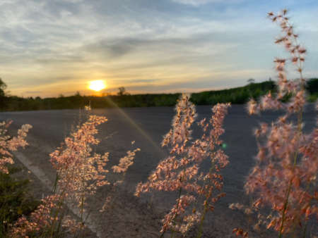 Pink crystals grass or ruby grass on sunset background in the countryside road of Thailandの写真素材
