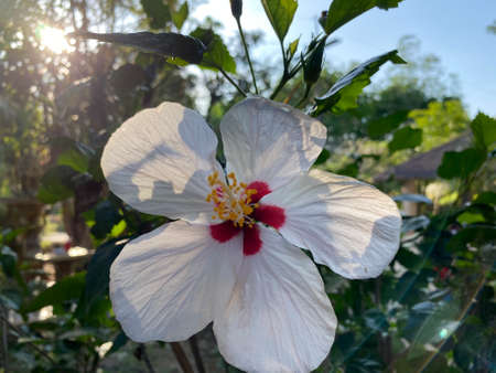 The close up of Hibiscus Dorothy blooming in the sunlight with green background.の写真素材