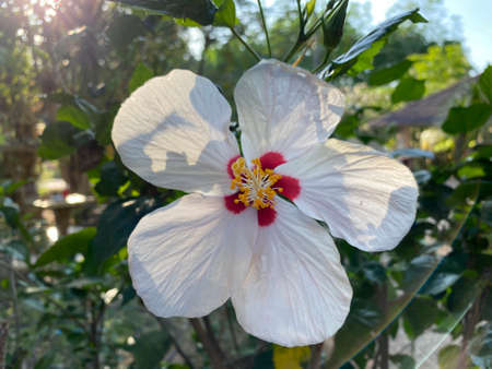 The close up of Hibiscus Dorothy blooming in the sunlight with green background.の写真素材