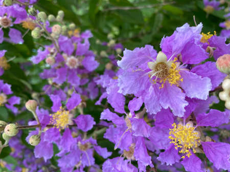 Queen's Flower or Inthanin flower, Lagerstroemia, floribunda flower in morning sun, Thailand.の写真素材