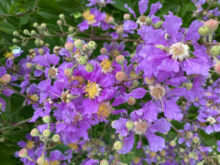 Queen's Flower or Inthanin flower, Lagerstroemia, floribunda flower in morning sun, Thailand.の写真素材