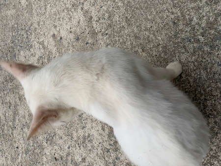 A Thai white cat sitting and laying on the concrete ground.の写真素材