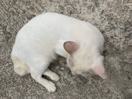 A Thai white cat sitting and laying on the concrete ground.の写真素材