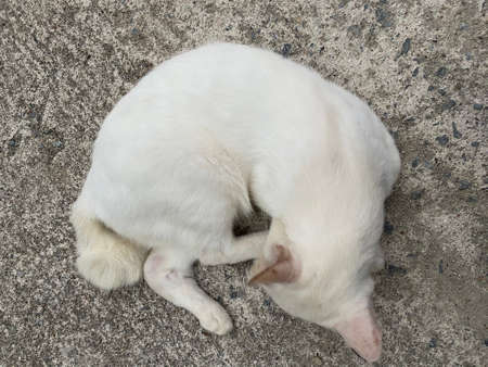 A Thai white cat sitting and laying on the concrete ground.の写真素材