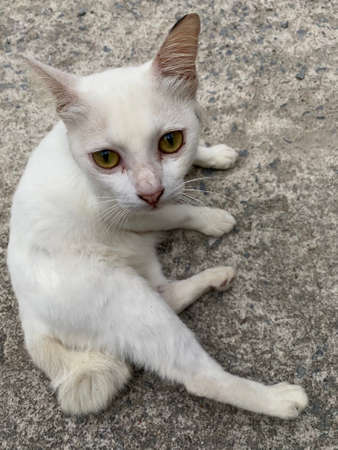 A Thai white cat sitting and laying on the concrete ground.の写真素材