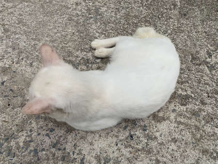 A Thai white cat sitting and laying on the concrete ground.の写真素材