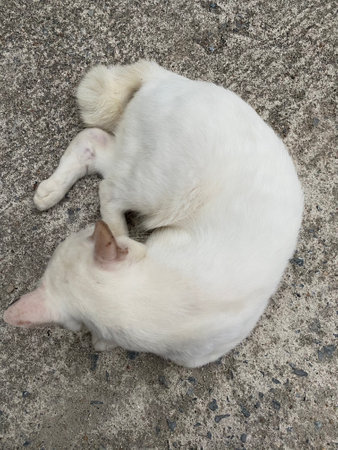 A Thai white cat sitting and laying on the concrete ground.の写真素材