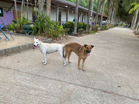 Dog breeding,  male and female dog mating Mating of pet.の写真素材