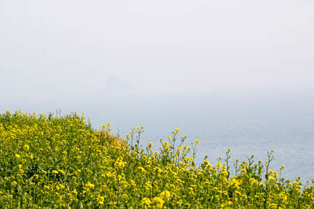Rapeseed flowers on the field blossoms in spring timeの写真素材