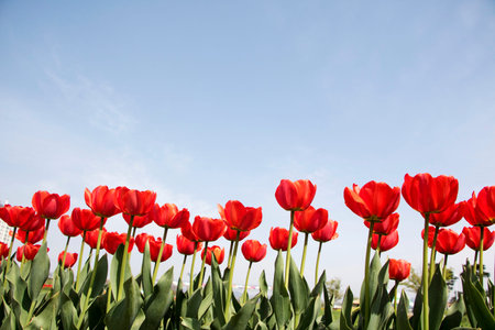 Beautiful spring tulips on the field
