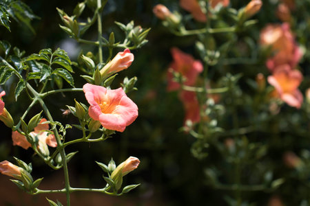Beautiful trumpet creeper flower  in the early summer
