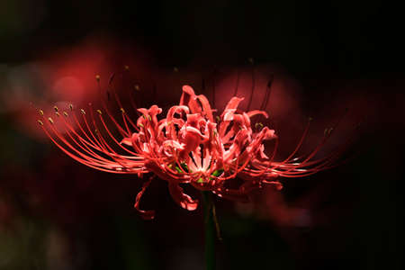 Beautiful Red Spider Lily in the fieldの写真素材
