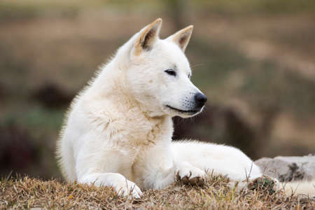Portrait of a Korean Jindo dog. The Jindo dog has been officially designated Korea's Natural Memorial No. 55. It is brave, intelligent, and fiercely loyal to its master.の写真素材