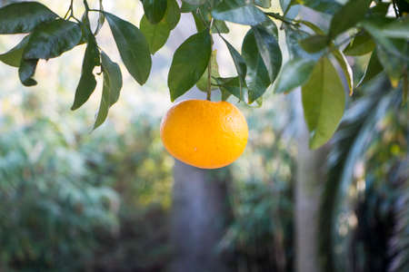 Ripe and fresh oranges hanging on branchの写真素材