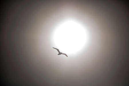 seagull over sea  in  Jeju Island, Koreaの写真素材