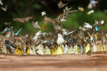 Butterfly diversity Many butterfly species Gathered on a sunny day. Finding out the nutrients eaten by a waterfall in the woods or on the waterの写真素材