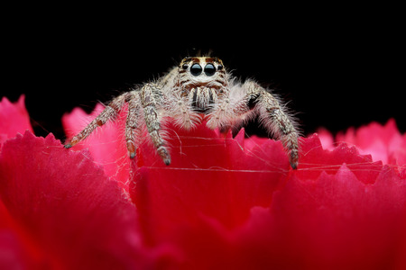 Jumping spider on flowerの写真素材