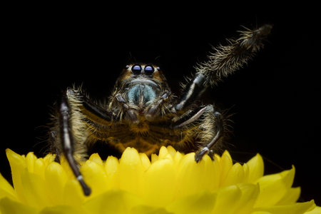 Jumping spider on flowerの写真素材