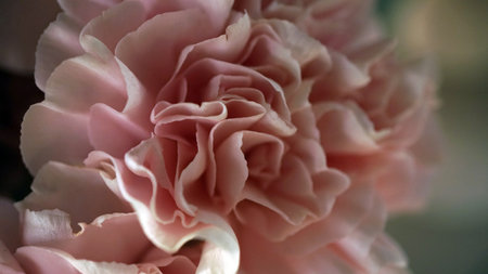 Pink carnation close-up. Soft focus. Nature background.の写真素材