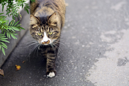 Interesting homeless catの写真素材