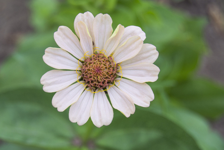 summer daisyの写真素材