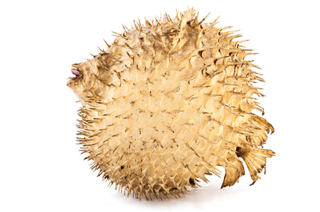 globefish on isolate white back groundの写真素材