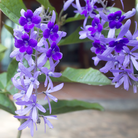 Small purple flowersの写真素材