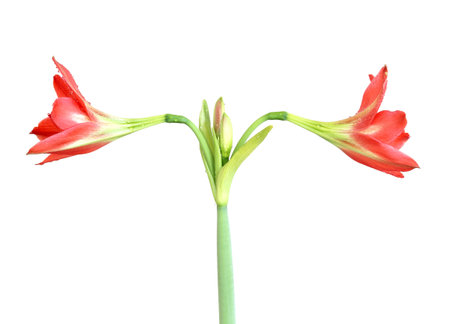 Amaryllis isolated on white backgroundの写真素材