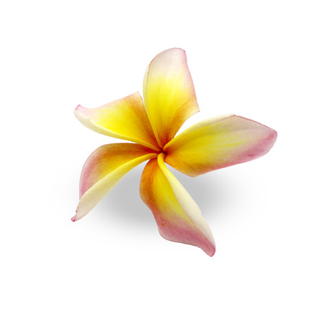 Blooming Yellow Plumeria (frangipani) on white background - with clipping pathの写真素材