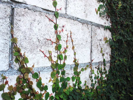 ivy leaves isolated on a white background