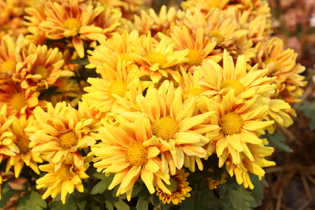 Close up of Golden Everlasting (Helichrysum bractaetum), selective focus.の写真素材