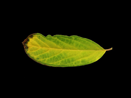 Dying leaf on black background textureの写真素材