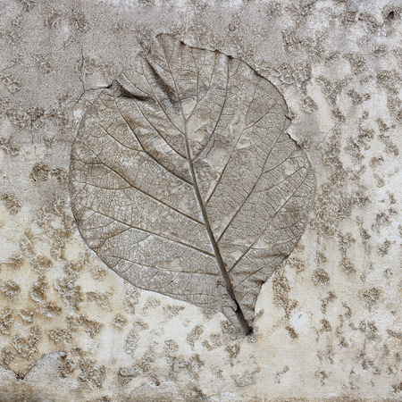 Leaf on cement texture backgroundの写真素材
