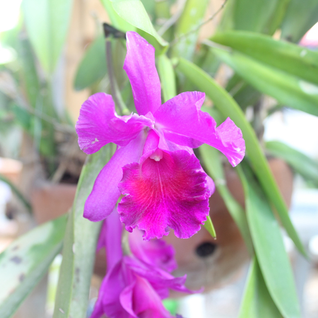 orchid flower in the garden.の写真素材