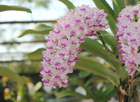 Rhynchostylis gigantea orchids flowers bloom in spring adorn the beauty of natureの写真素材